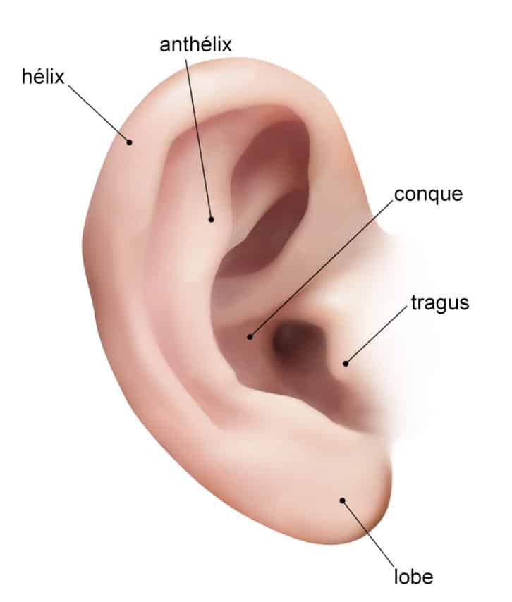 Dessin d oreille droit montrant les parties de l oreille otoplastie Chirurgie esthetique | Dr Aimard Lyon