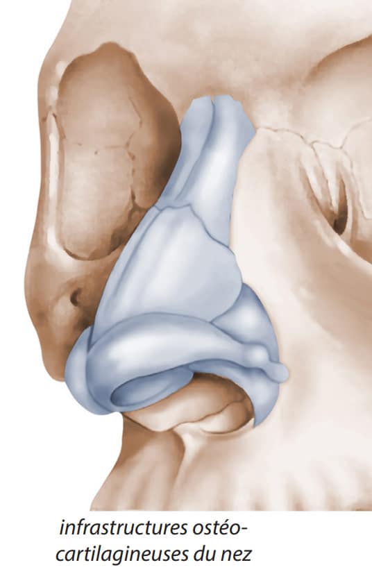 Partie du crane montrant infrastructure osteo cartilagineuse du nez Rhinoplastie | Dr Aimard Lyon